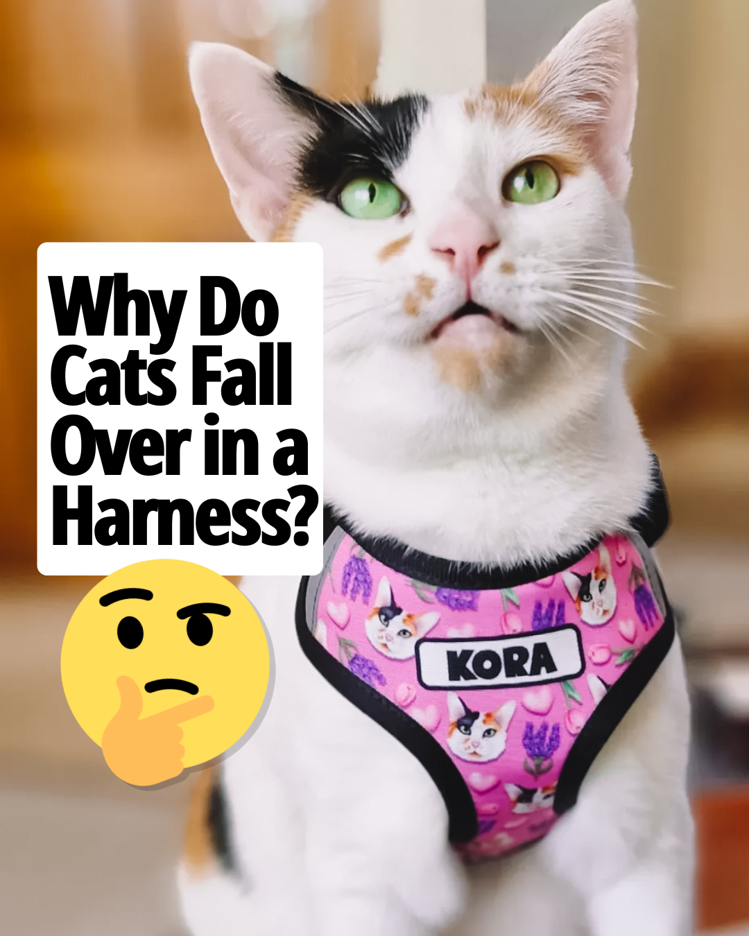 Why Do Cats Fall Over When They Wear a Harness?