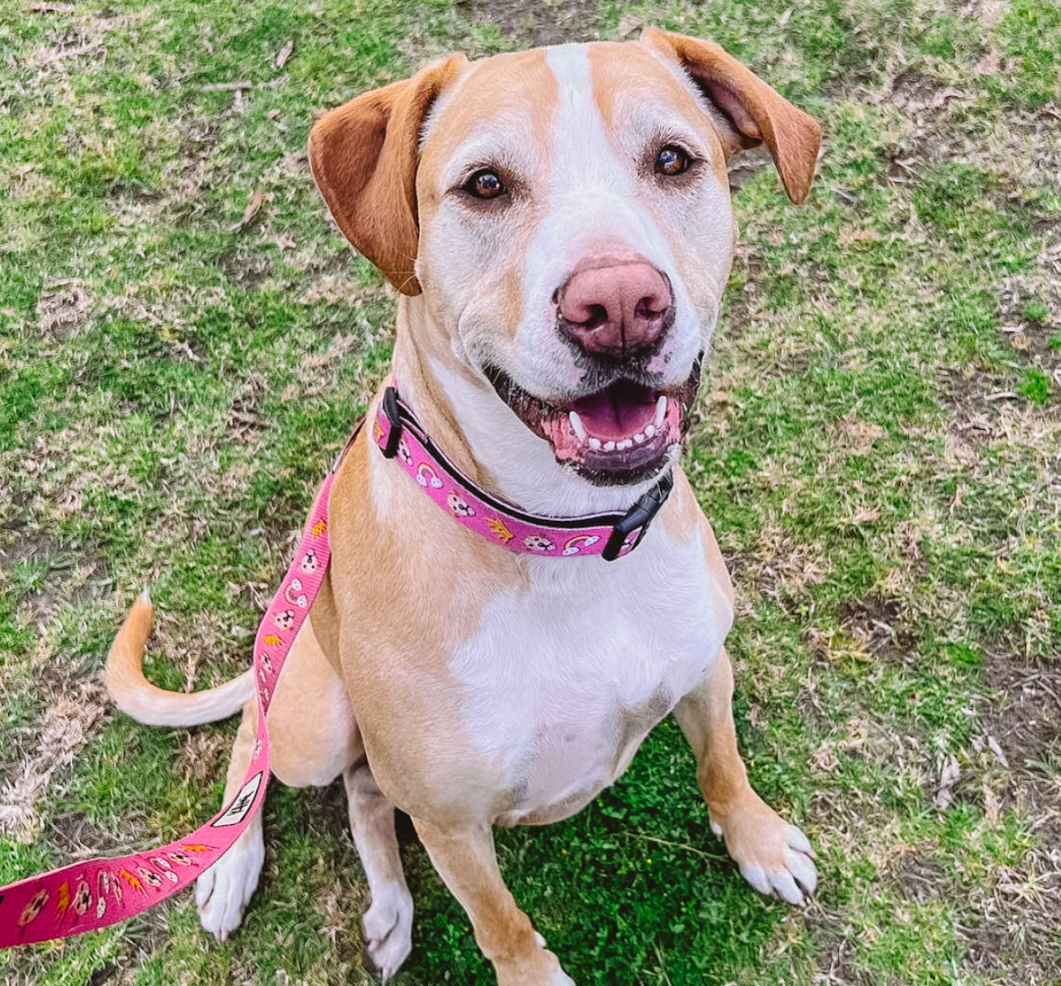 dog collar australia
