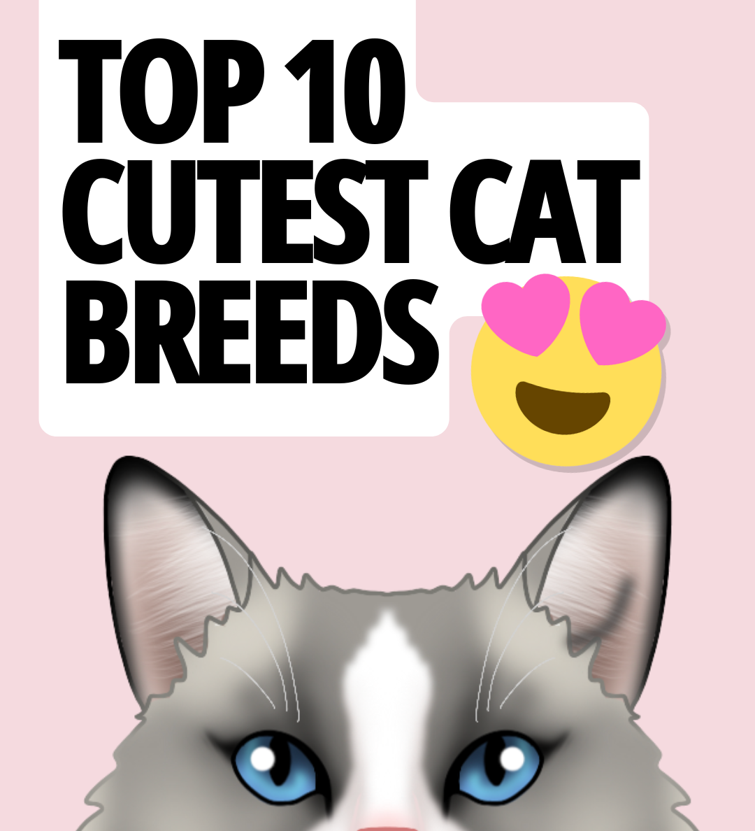 Top 10 Cutest Cat Breeds