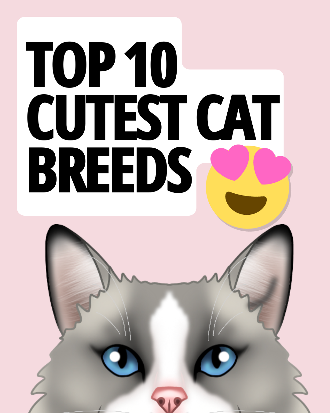 Top 10 Cutest Cat Breeds