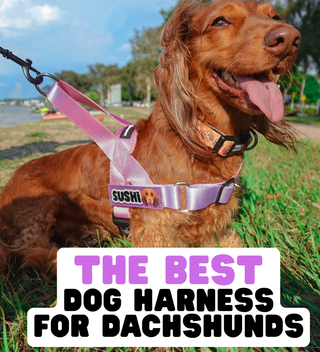 The Best Dog Harness for Dachshunds