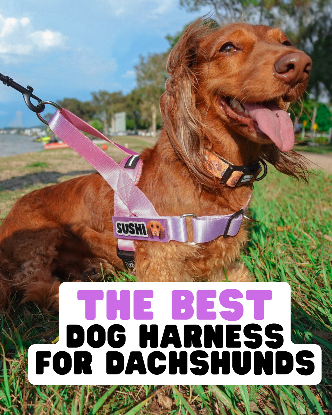 The Best Dog Harness for Dachshunds