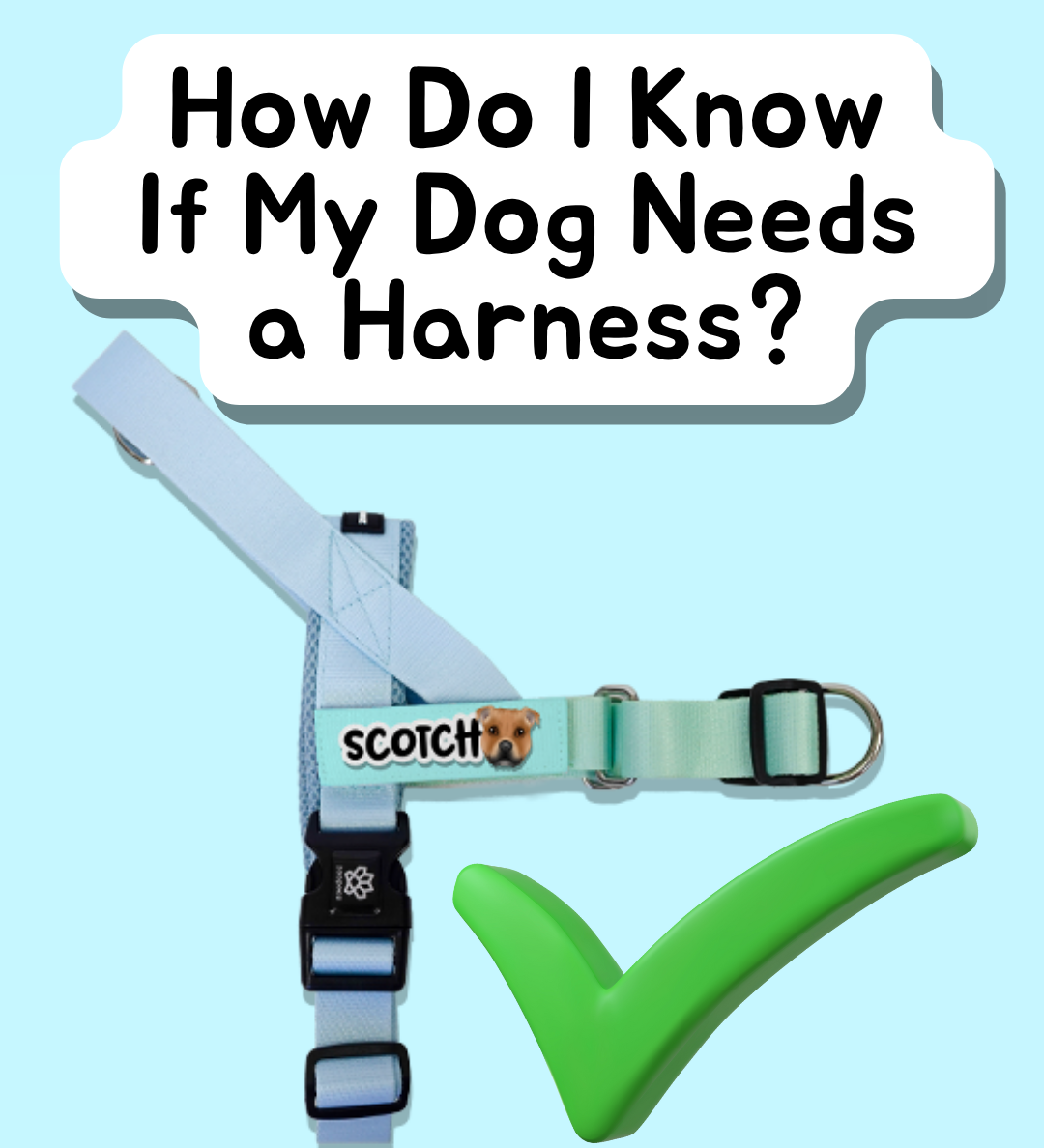 How Do I Know If My Dog Needs a Harness?