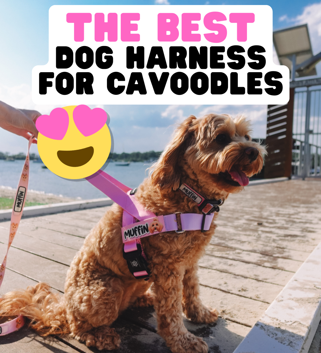 The Best Dog Harness for Cavoodles