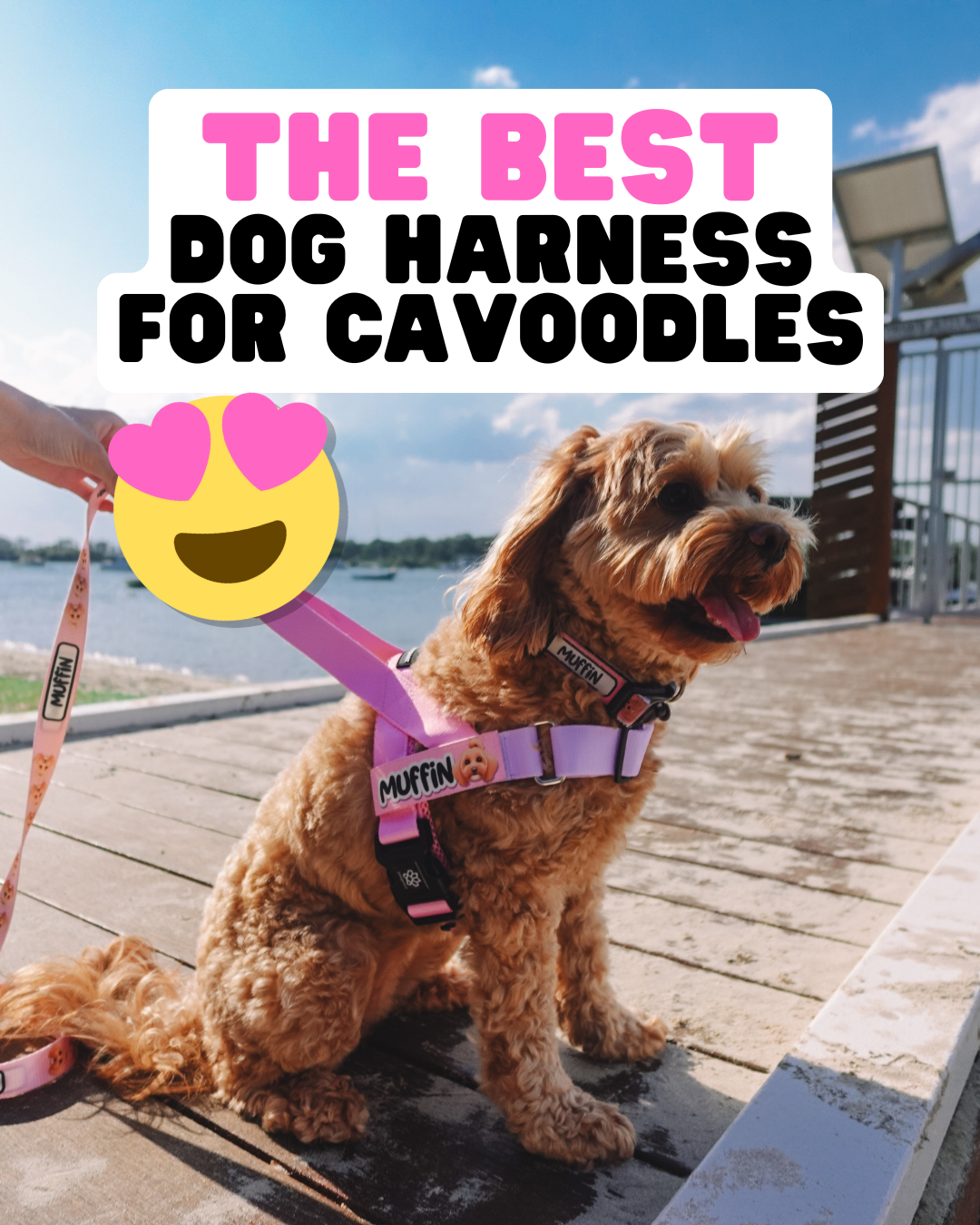 The Best Dog Harness for Cavoodles