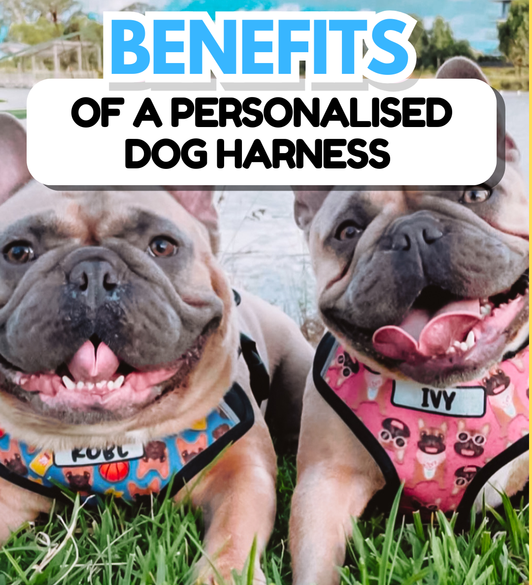 Top Benefits of a Personalised Dog Harness