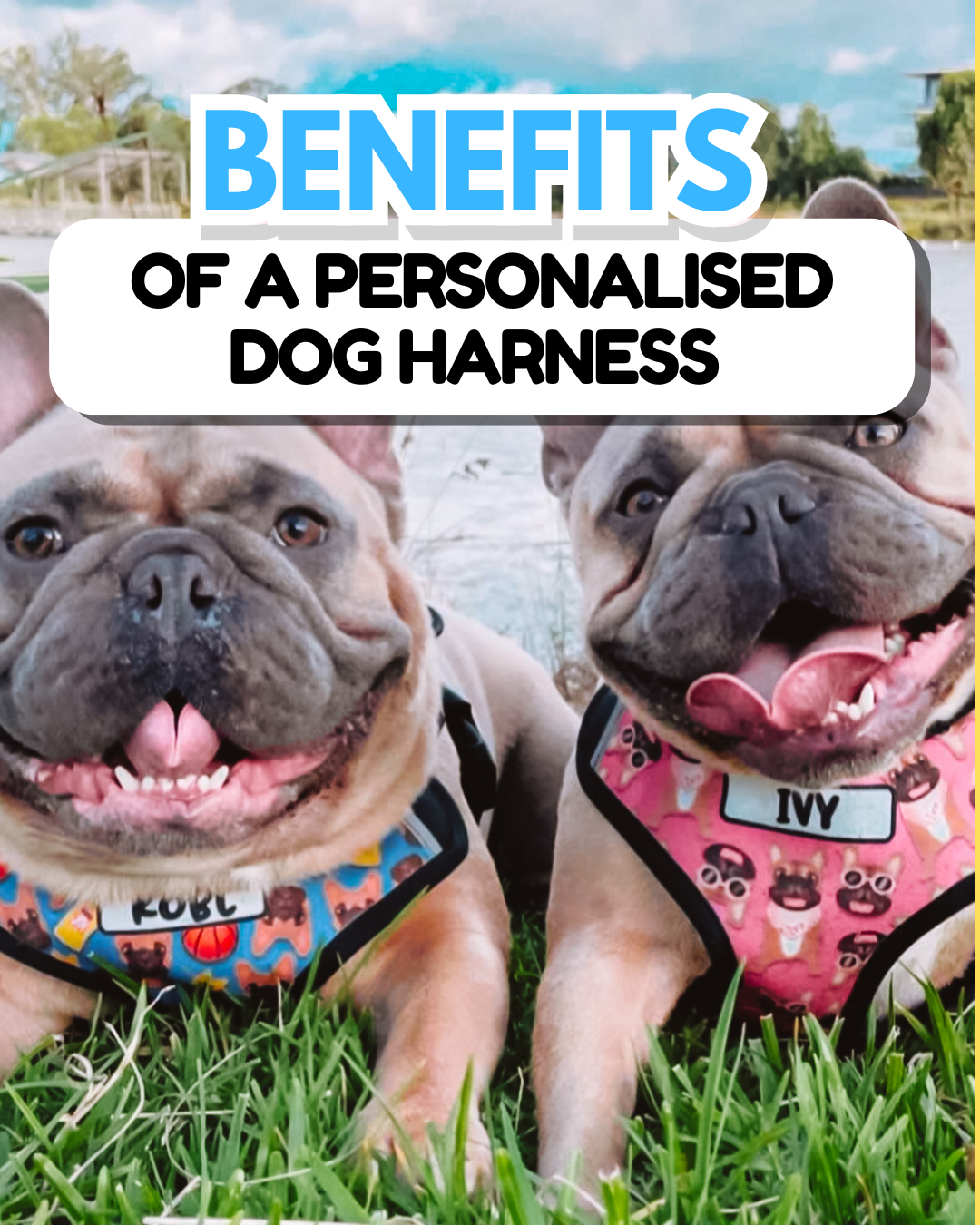 Top Benefits of a Personalised Dog Harness