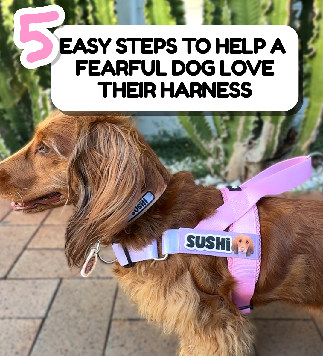 5 Easy Steps to Help a Fearful Dog Love Their Harness