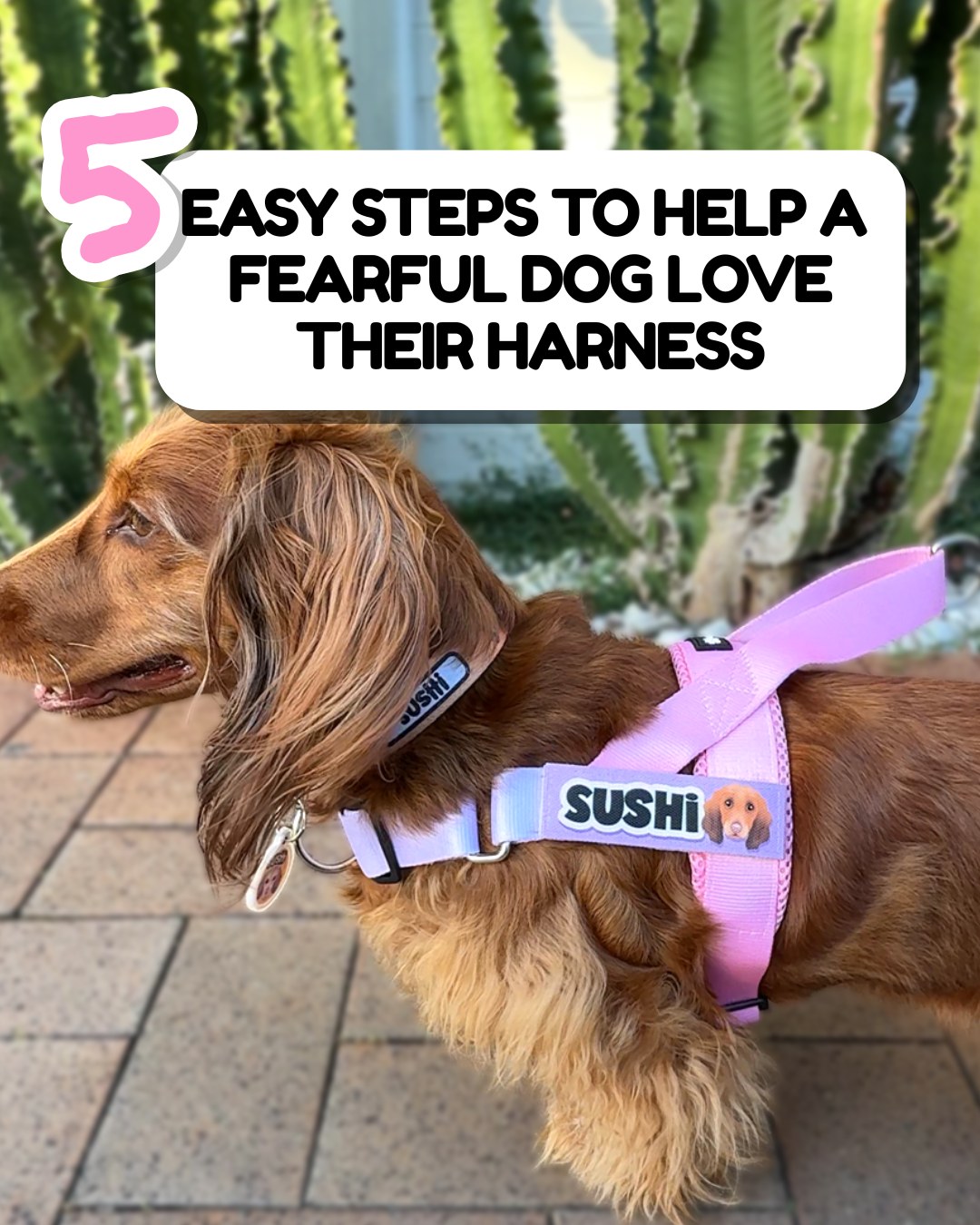 5 Easy Steps to Help a Fearful Dog Love Their Harness