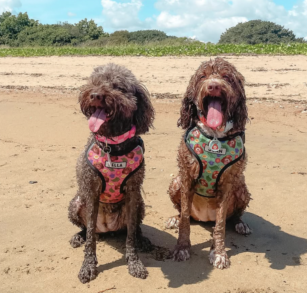 dog harness with name australia