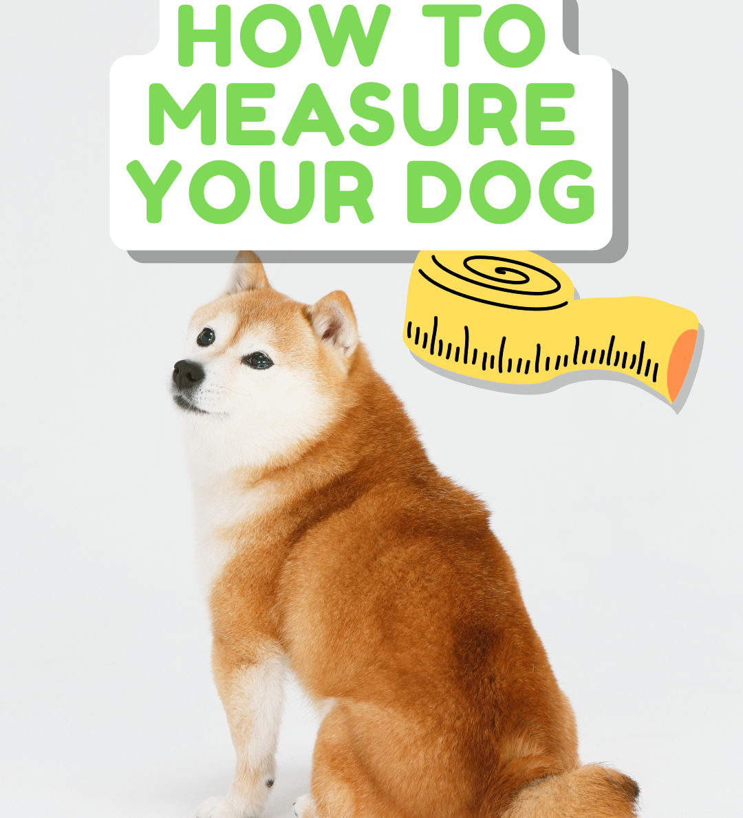 How to Measure Your Dog for a Harness - Harness Size Guide