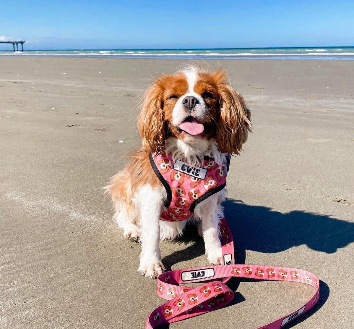 dog leads australia