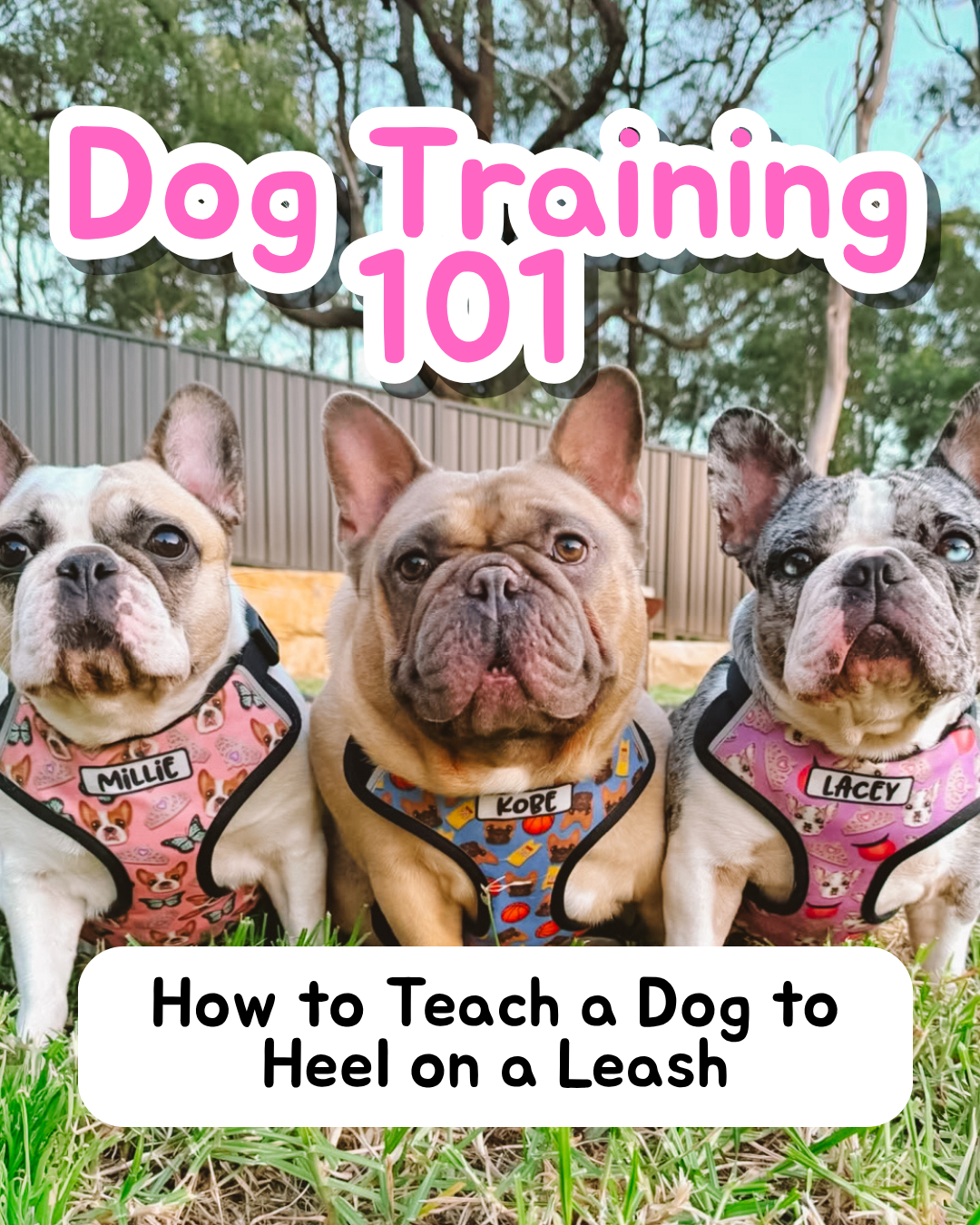 Dog Training 101: How to Teach a Dog to Heel on a Leash