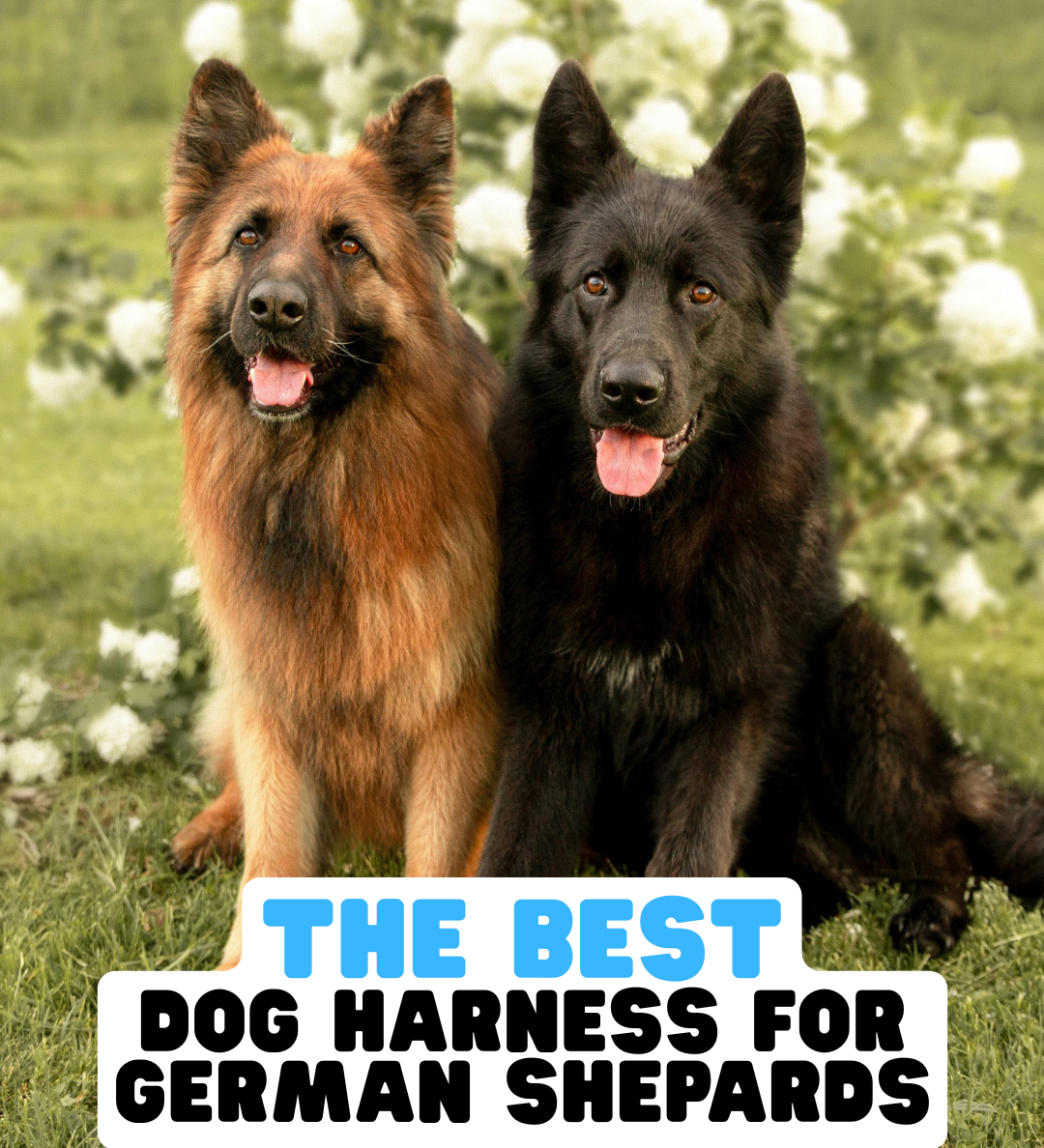 The Best Dog Harness for German Shepherds
