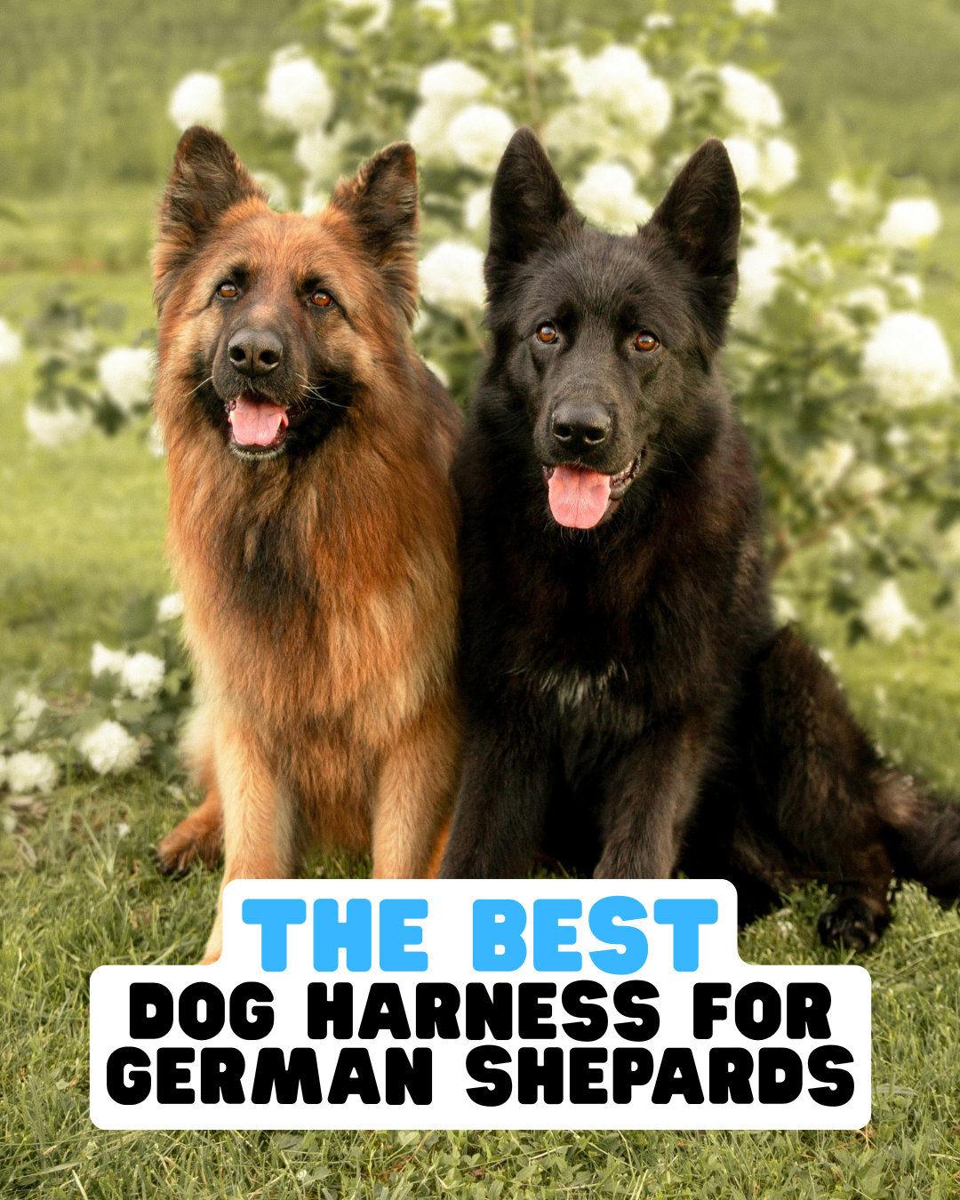 The Best Dog Harness for German Shepherds