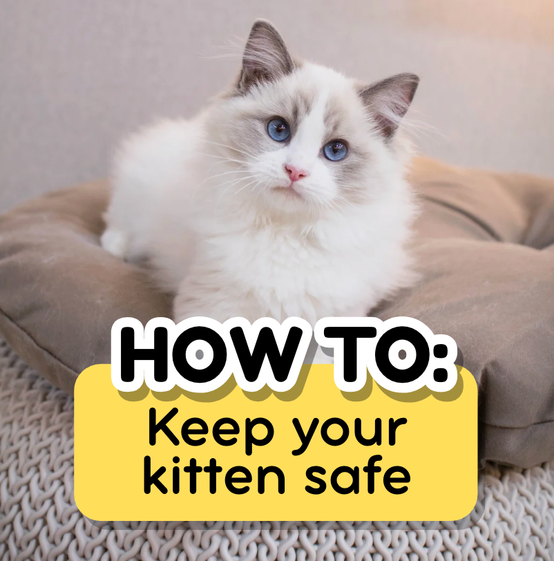 how to keep kitten safe