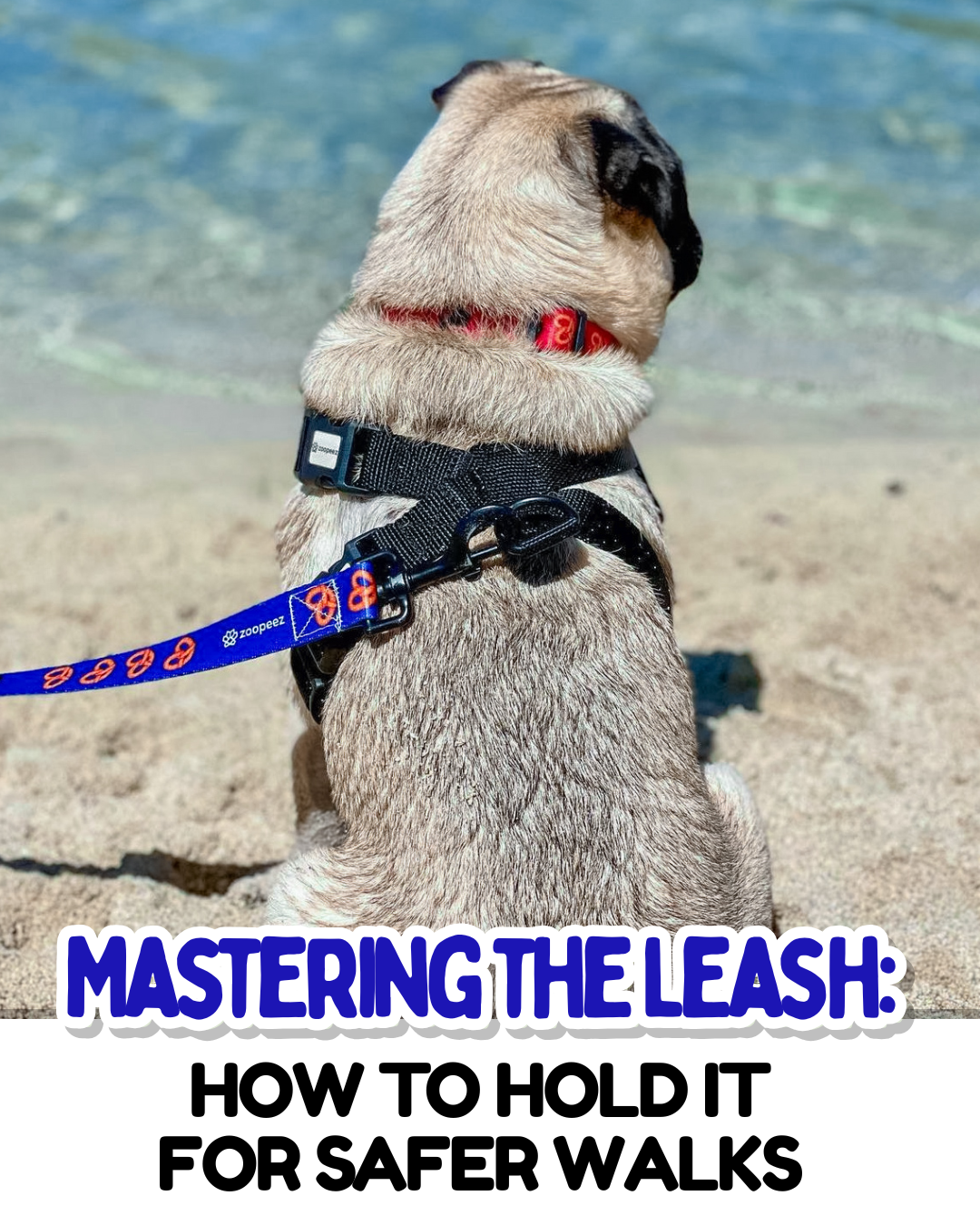 Mastering the Leash: How to Hold It for Safer Walks