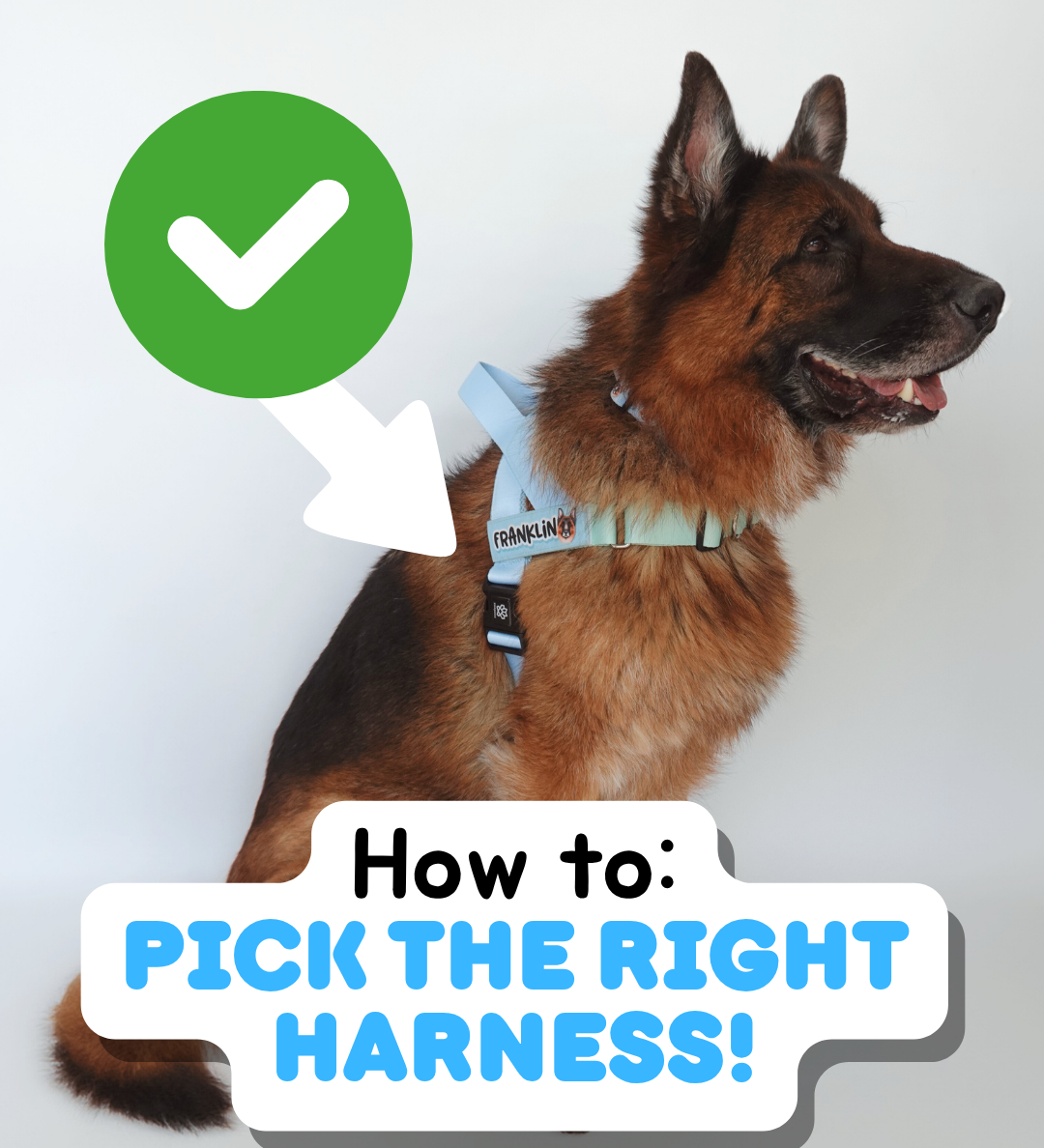 How to Pick the Right Harness for Your Dog