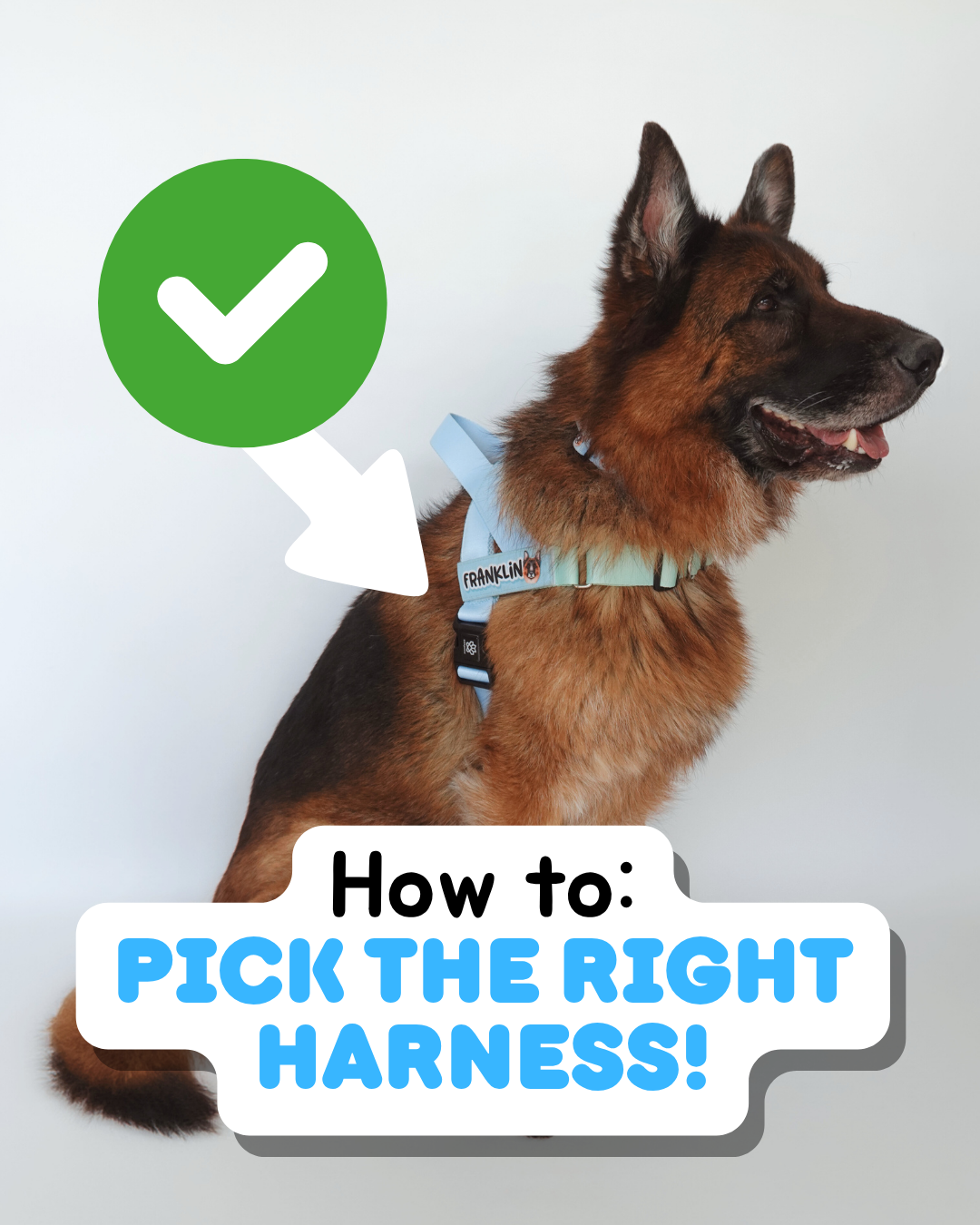 How to Pick the Right Harness for Your Dog