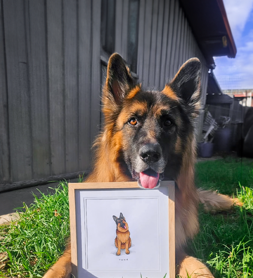 pet portraits australia