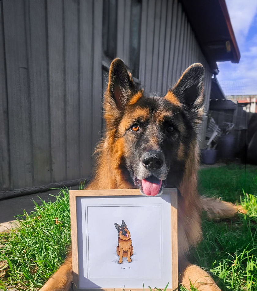 pet portraits australia