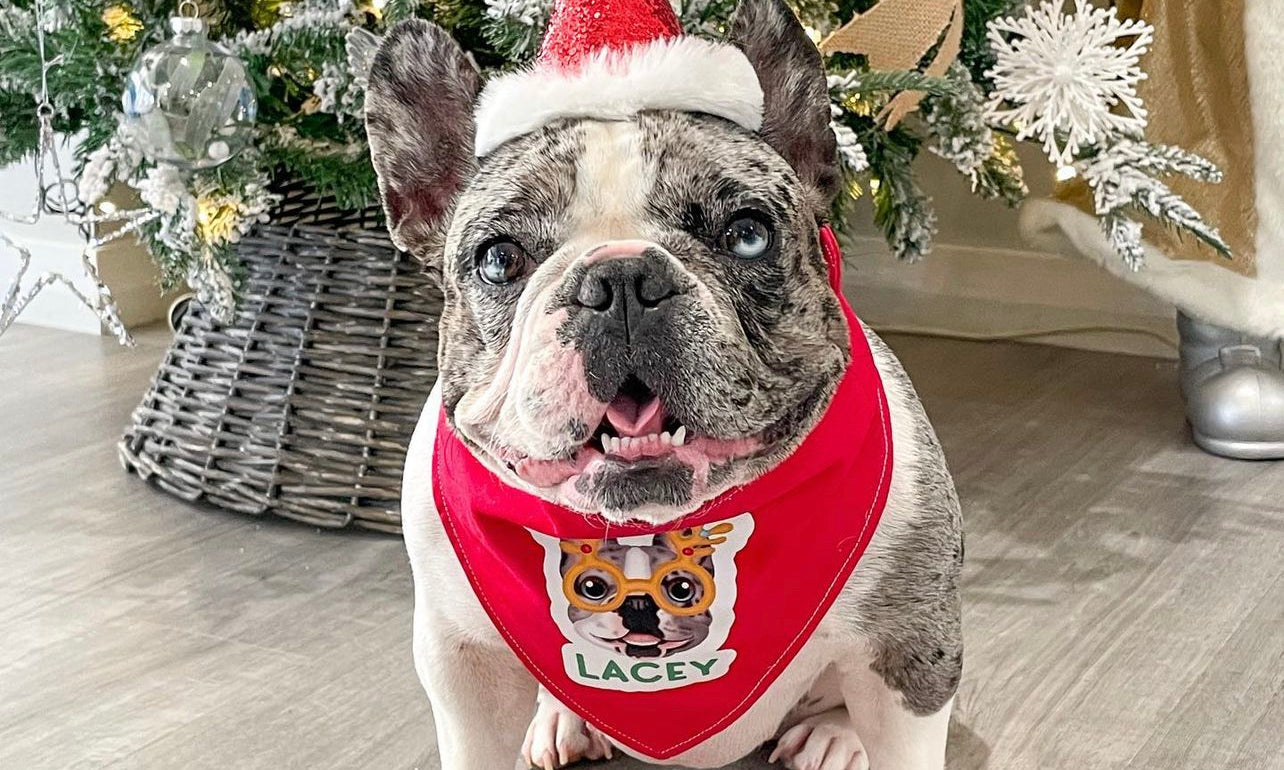 Chrsitmas Wear - Zoopeez