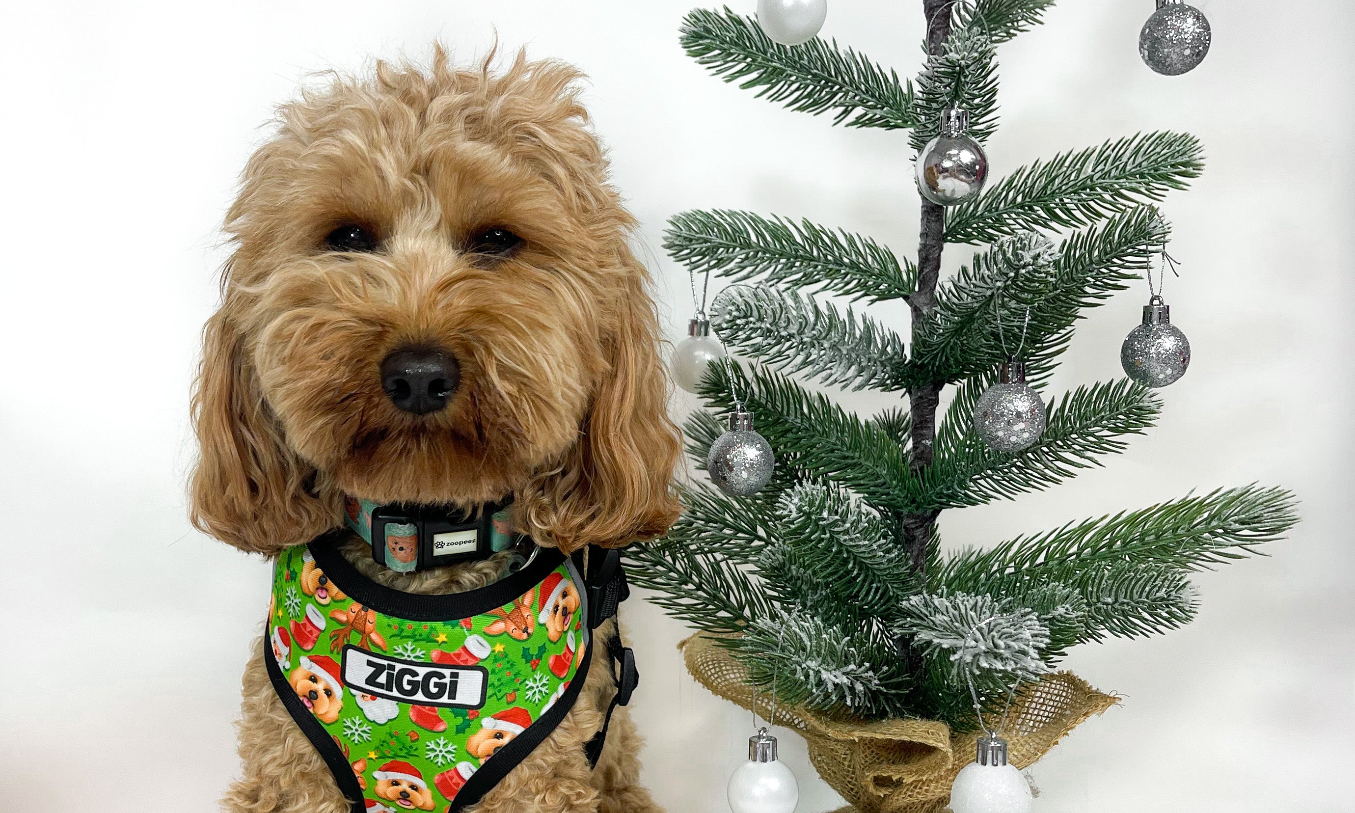 Christmas Walk - Zoopeez