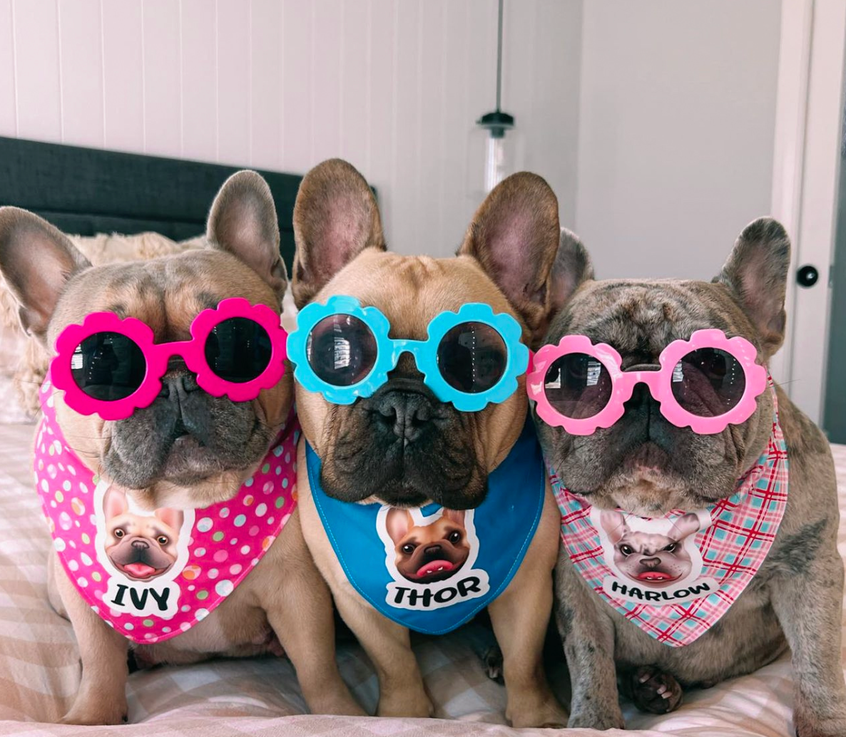 DOG WEAR - Zoopeez