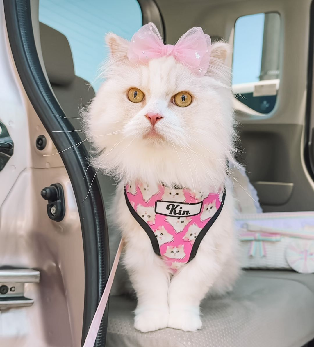 Custom Cat Accessories 