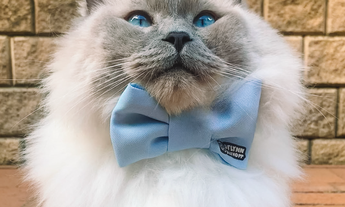 Cat Accessories