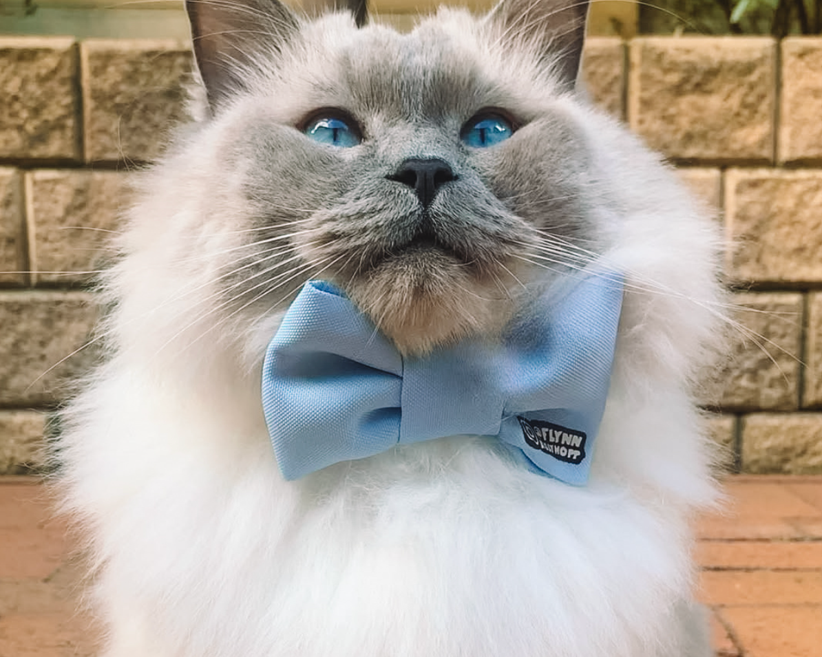 Cat Accessories