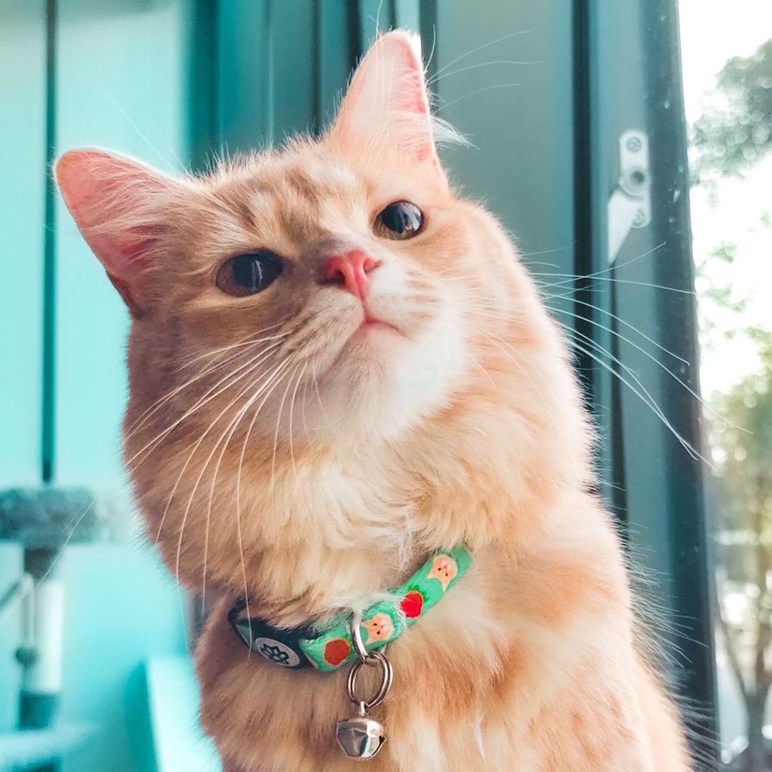 Custom Cat Portrait Collar