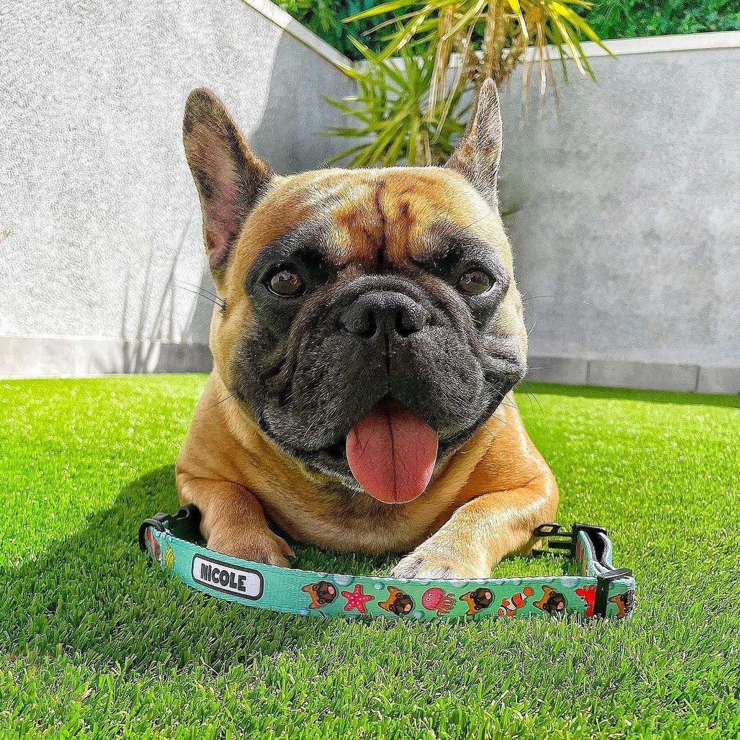 Custom Dog Portrait Collars