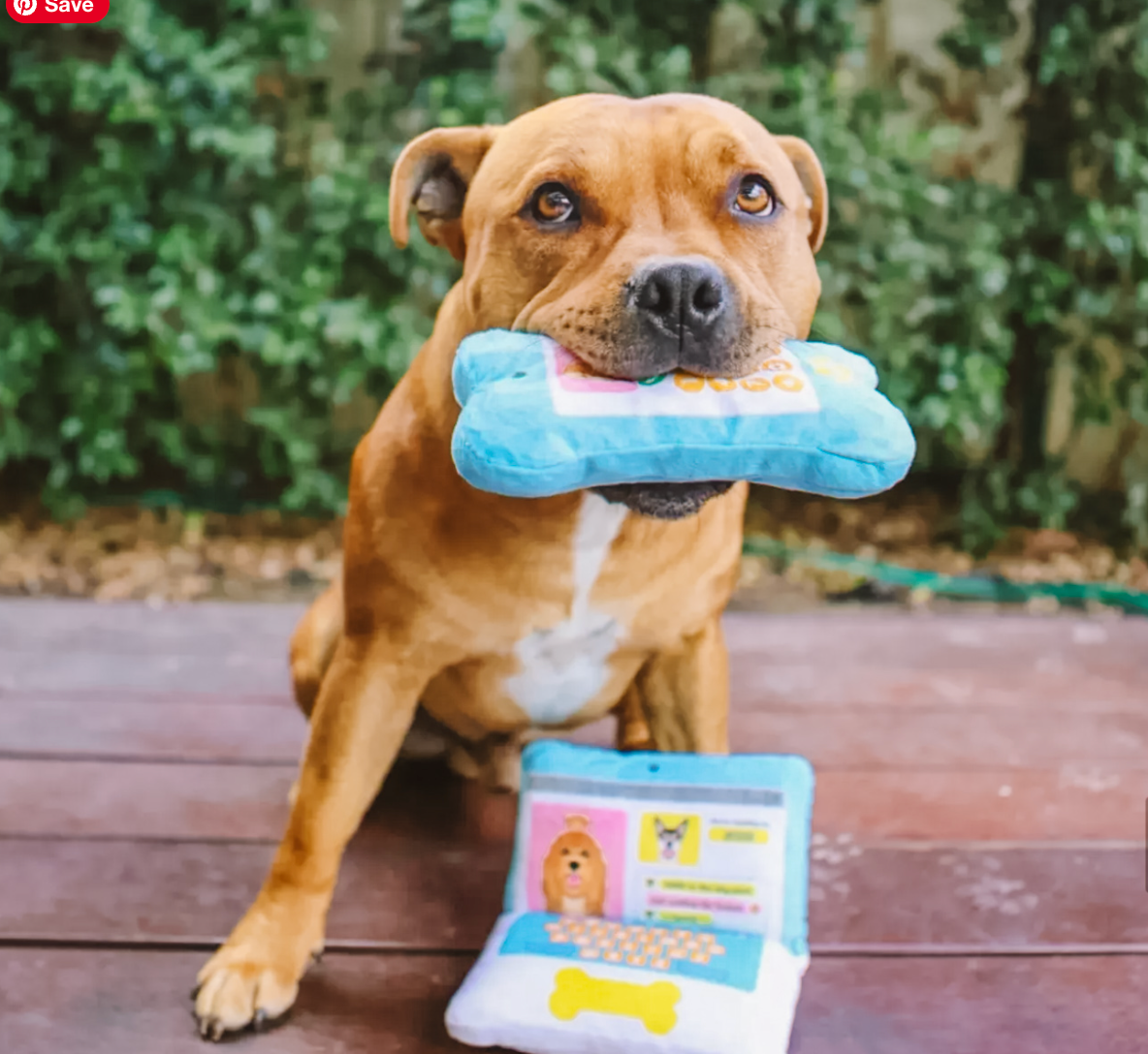 Dog Accessories