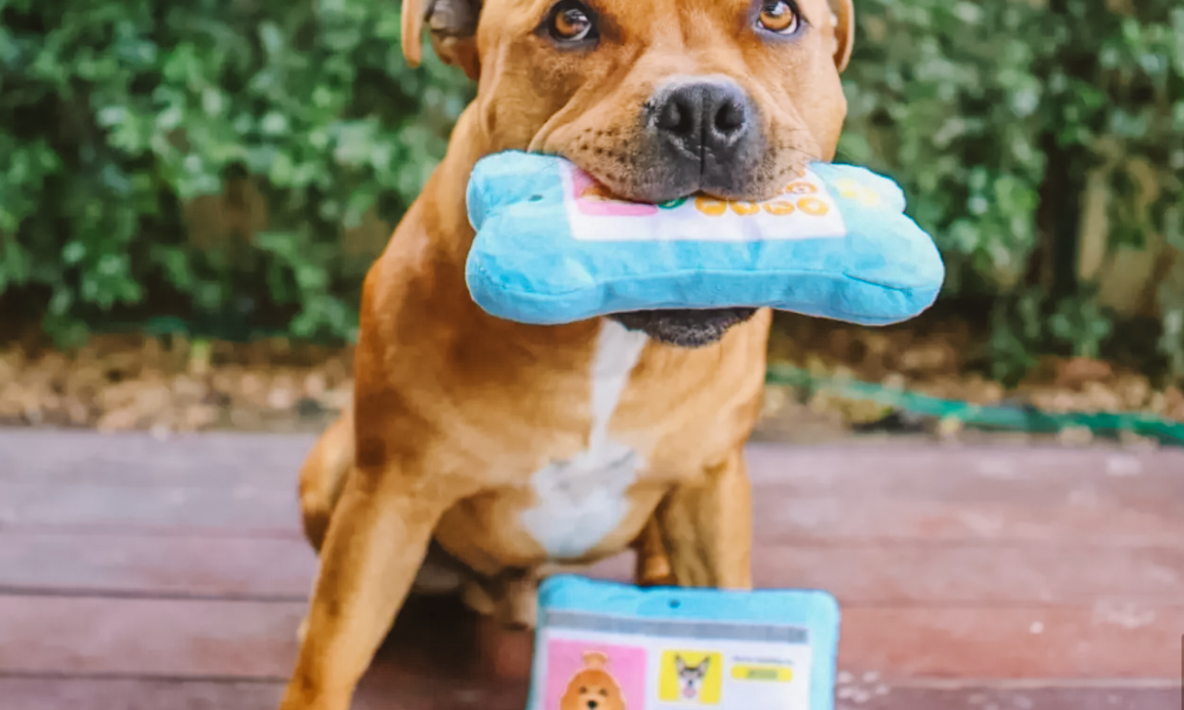 Dog Accessories