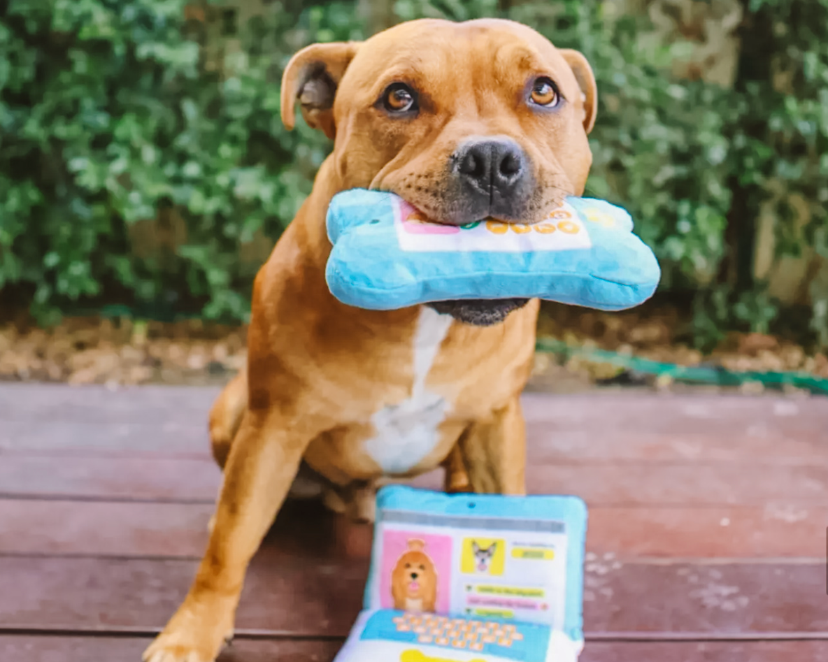 Dog Accessories