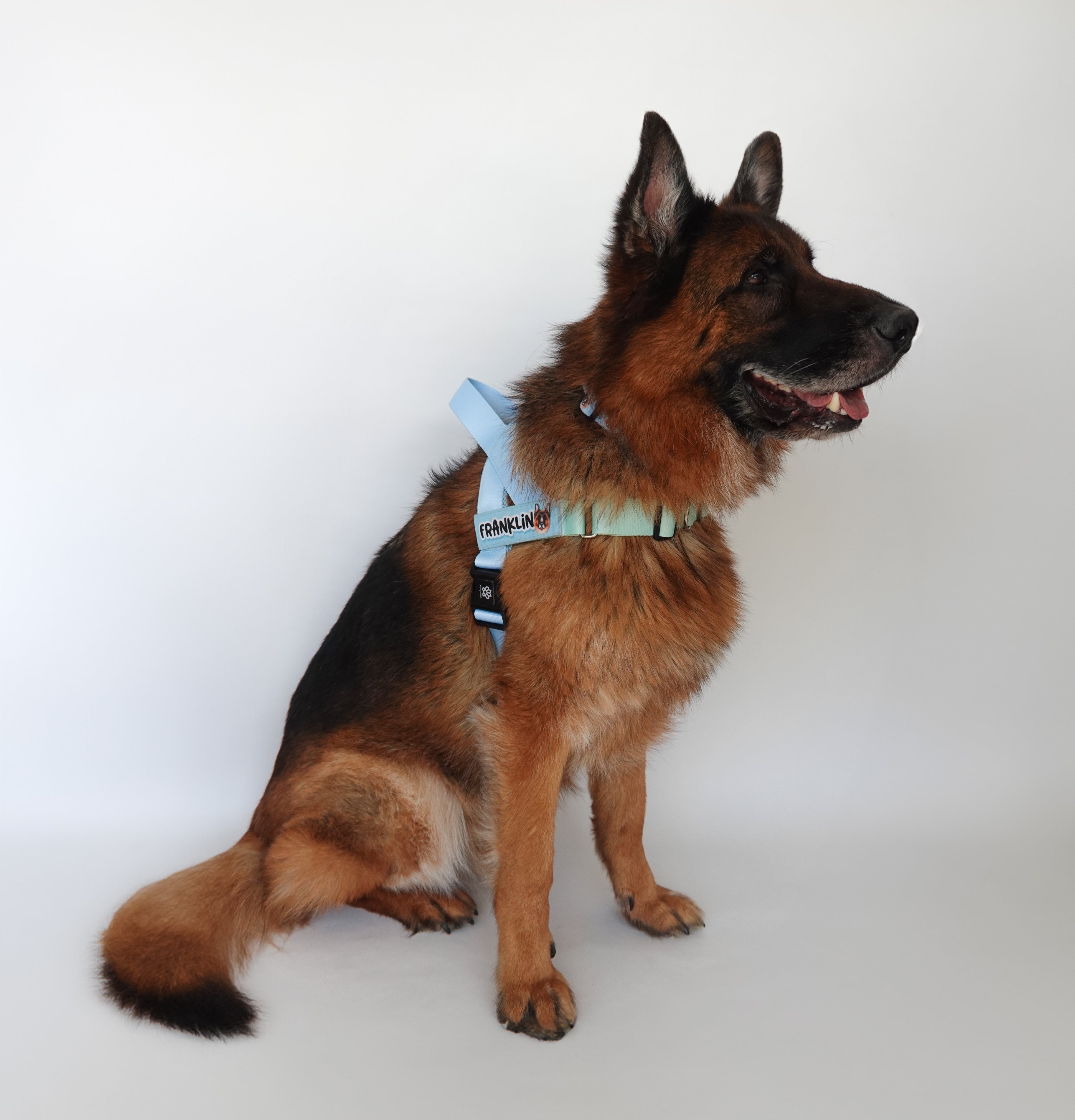 Personalised Dog Harness - No Pull