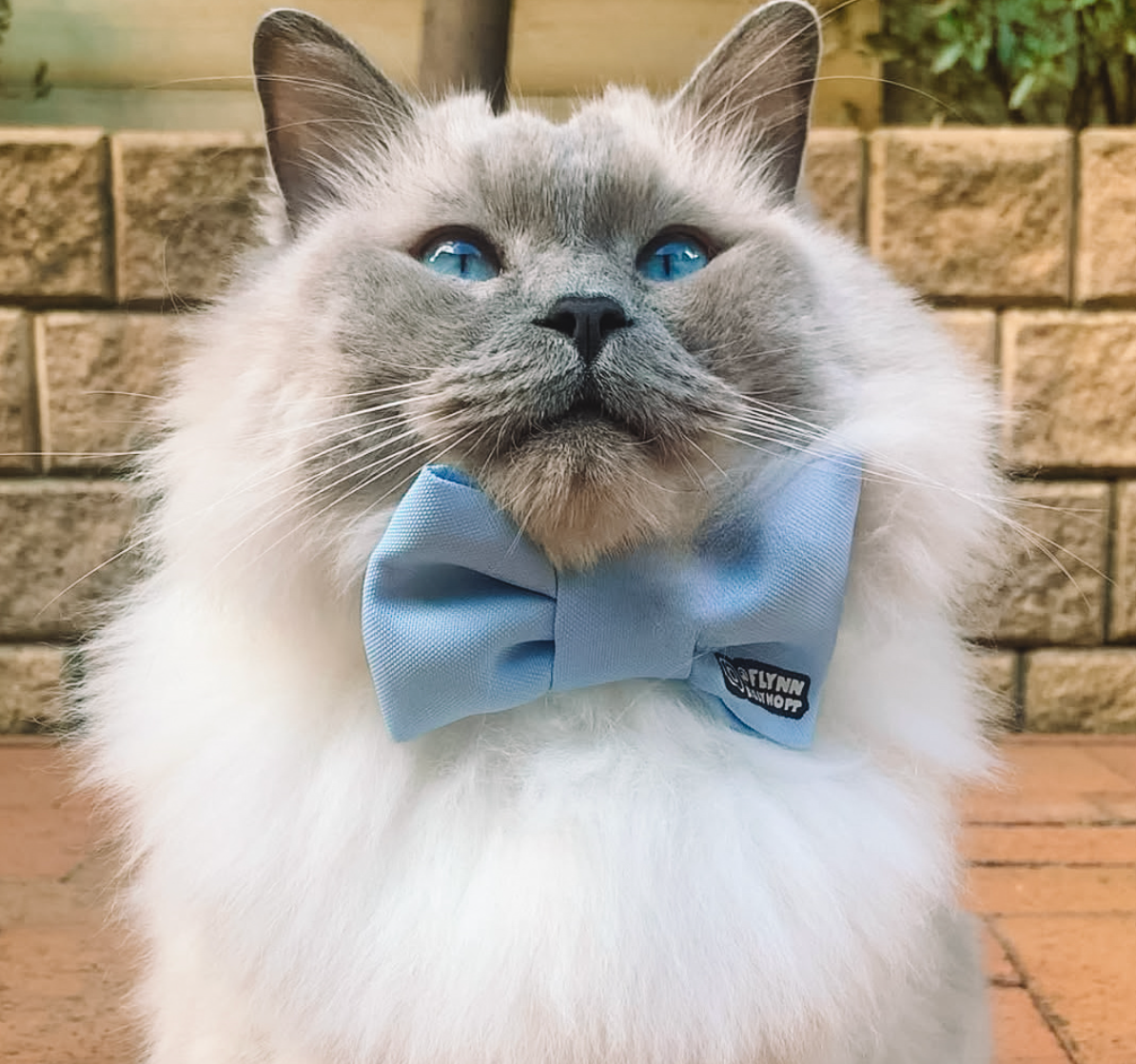 Cat wearing a blue bow tie with a brick wall background