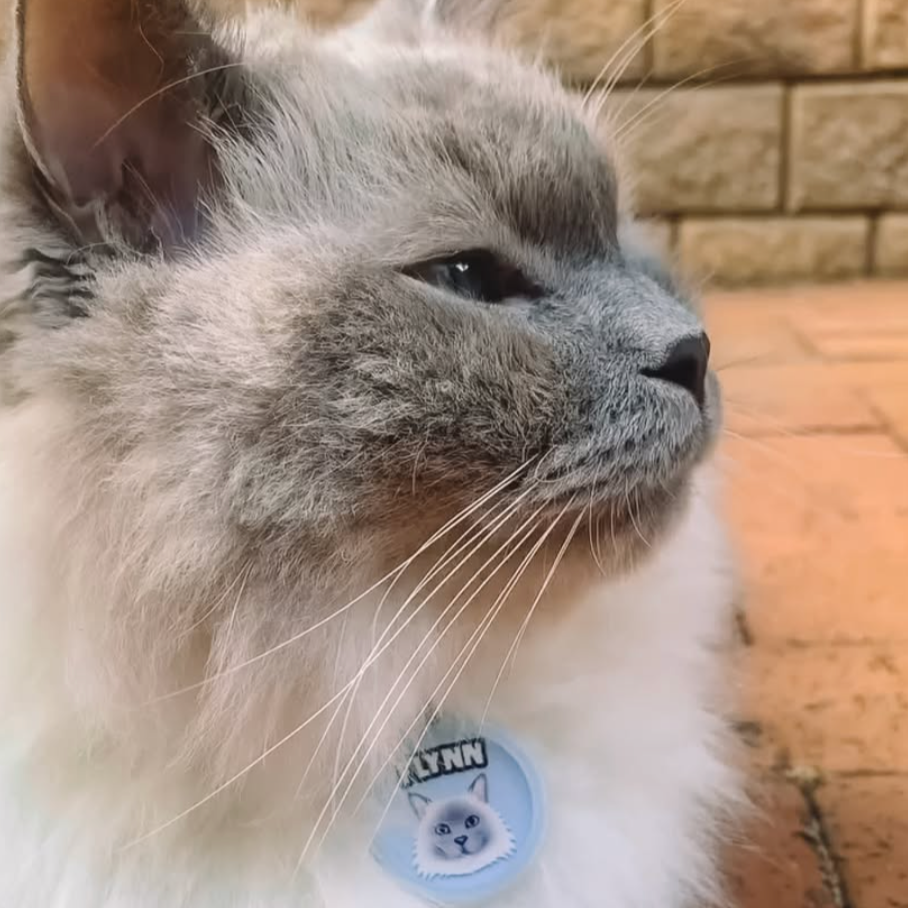 Cat wearing a collar with a name tag on a brick surface