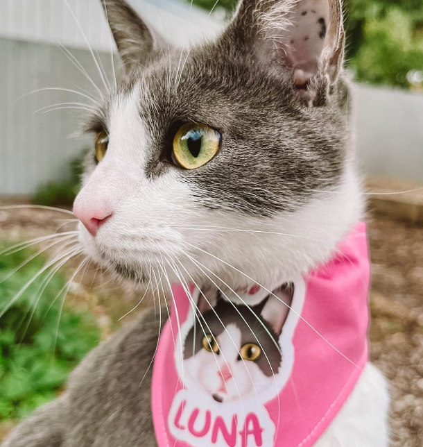 Cat wearing a pink personalised bandana with 'LUNA' printed on it, sitting outdoors.