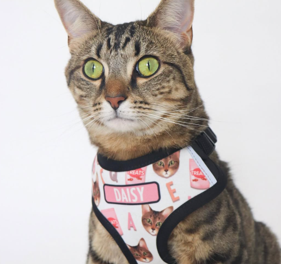 Cat wearing a harness with a pattern of other cats and text on a white background