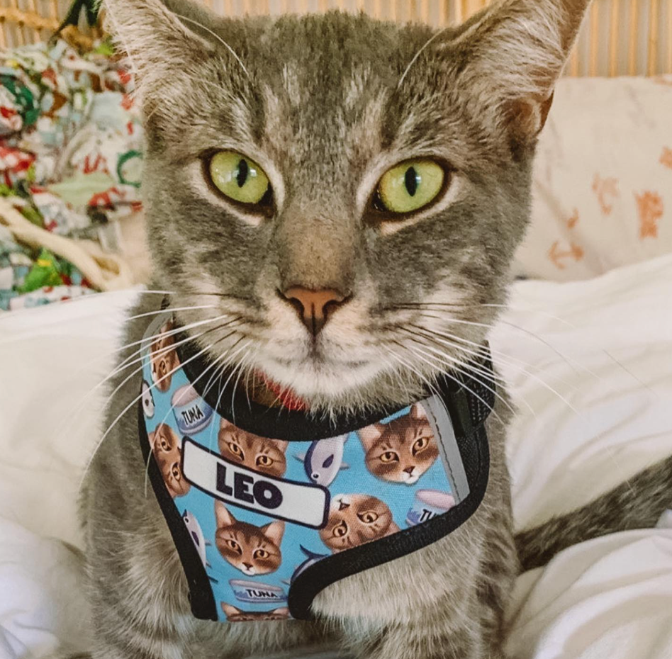 Cat wearing a blue harness with cat faces and the name 'Leo' on a white blanket.