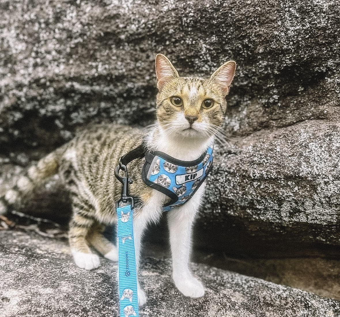 Cat wearing a blue harness and leash standing on a rocky surface