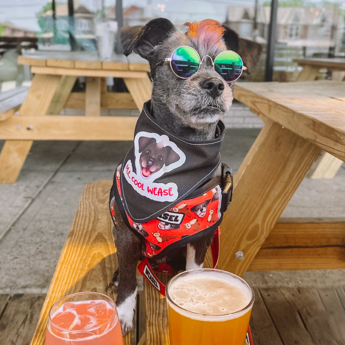 Dog wearing sunglasses and a bandana with a beer and glass of juice on a wooden table.