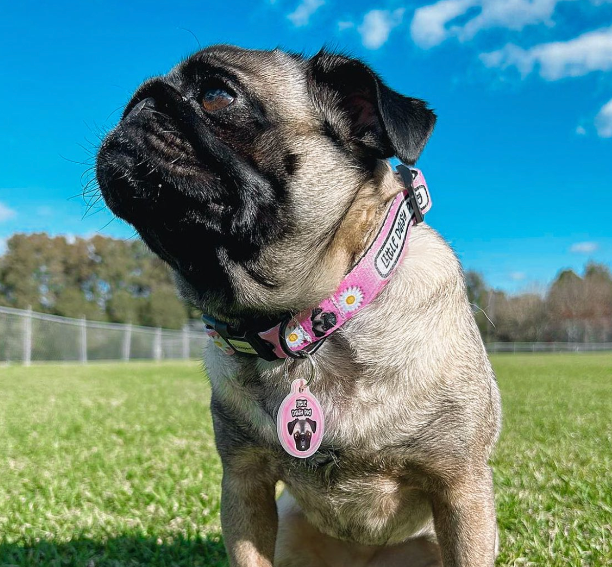 Pug dog wearing a pink collar with a tag on a grassy field