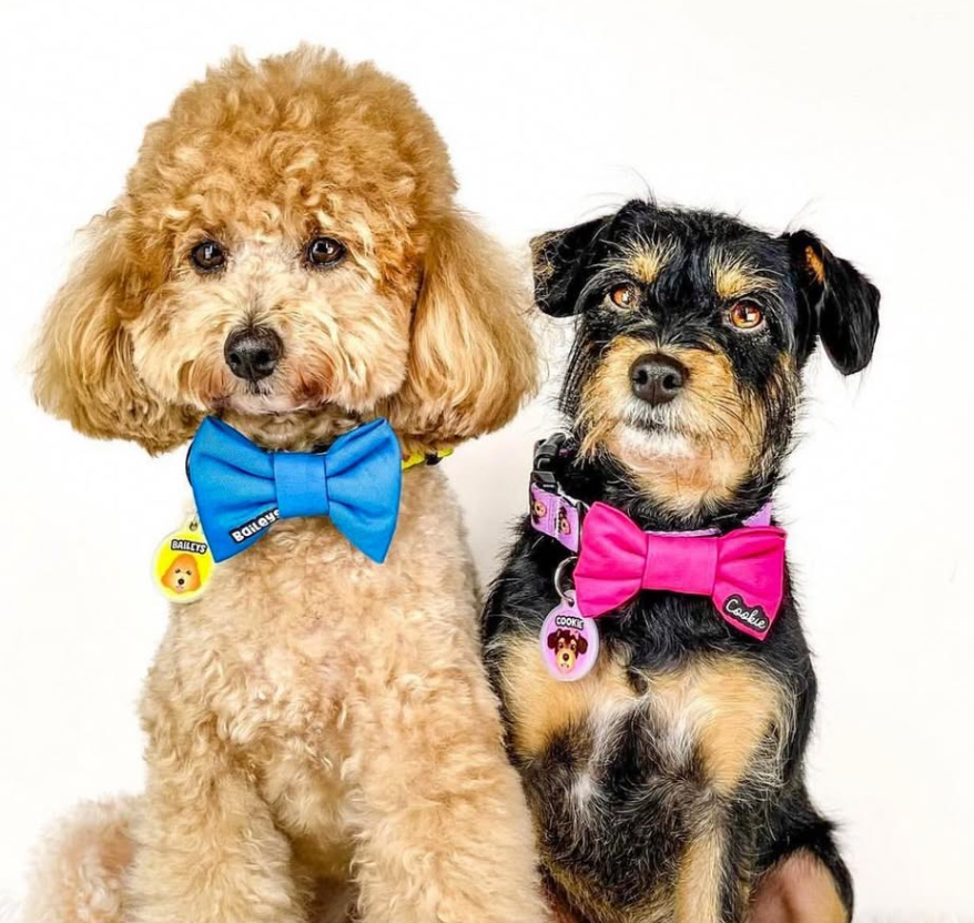 Two dogs, one with a blue bow tie and the other with a pink bow tie, on a white background.