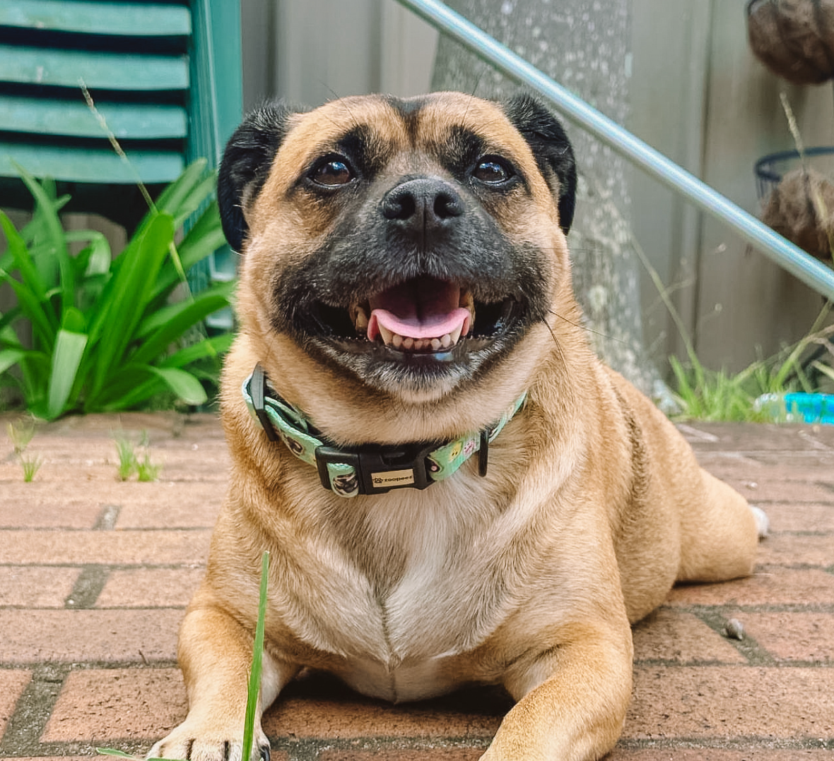 Dog with a collar sitting on a brick surface outdoors