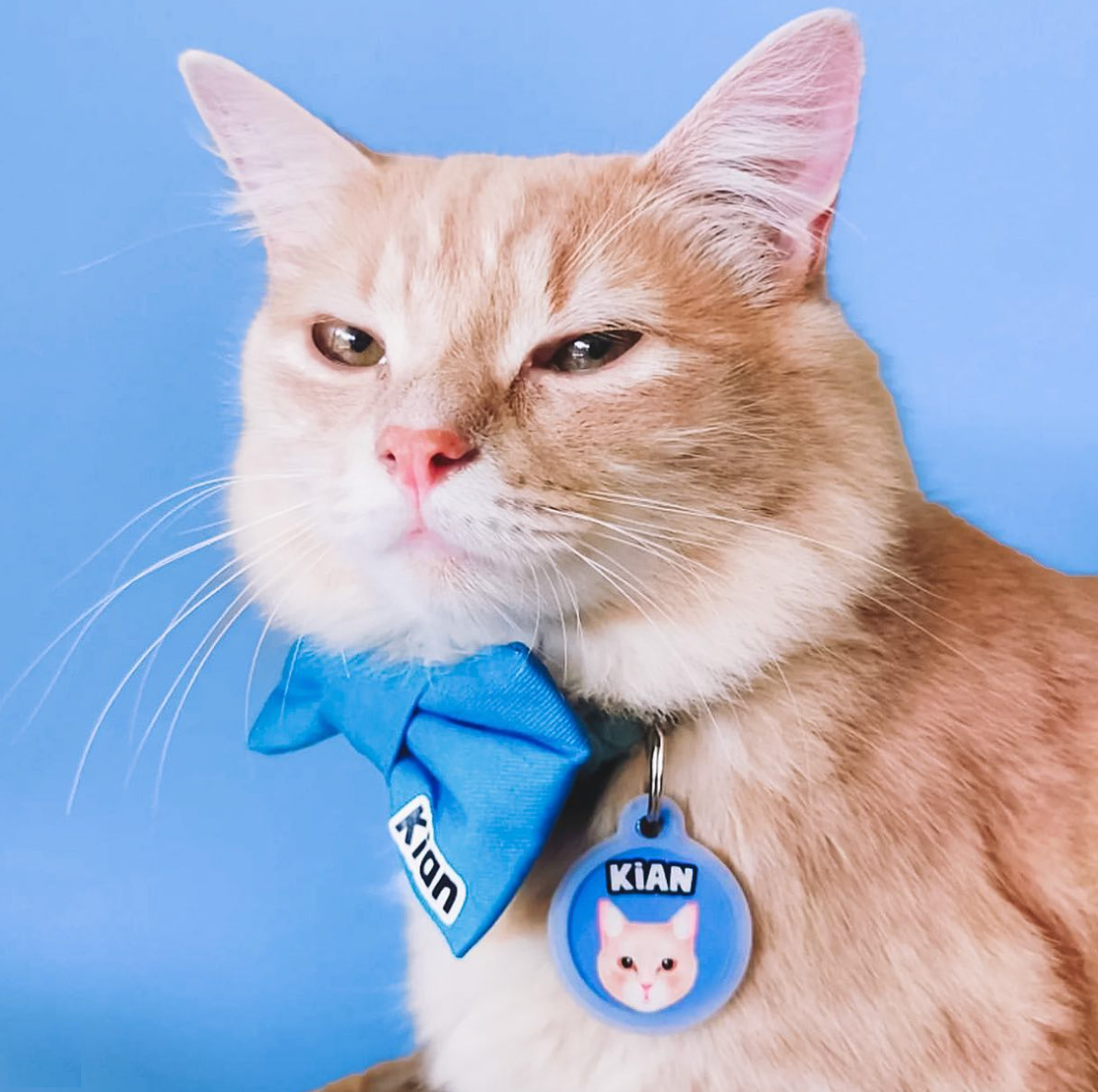 Cat wearing a blue bow tie and collar with a name tag against a blue background