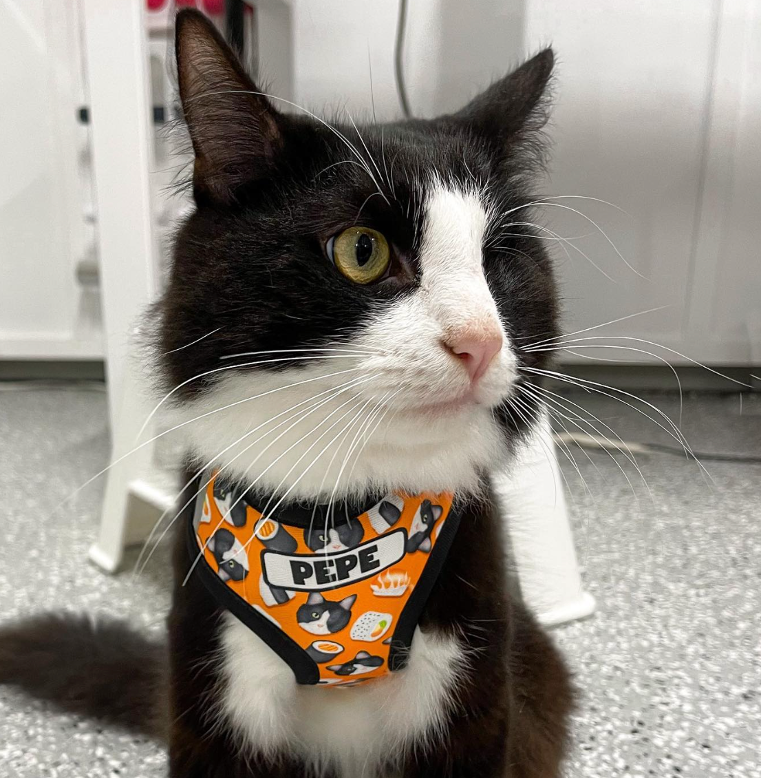 Black and white cat wearing an orange bandana with 'Pepe' branding on a gray floor.