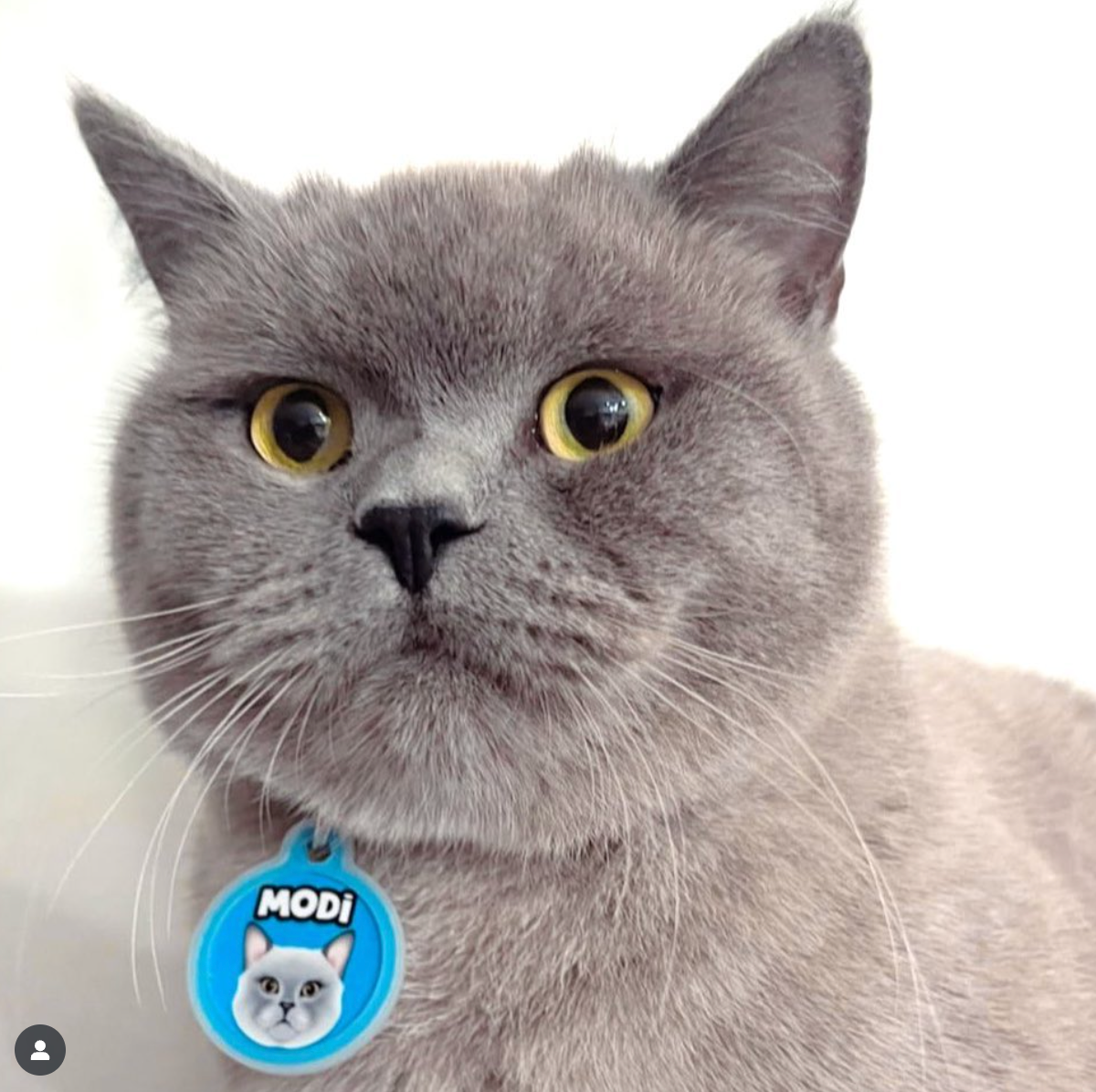 Gray cat with a blue tag named 'Modi' on a white background